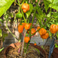 Scotch Bonnet Freeport Strain DER TOMATENFLÜSTERER
