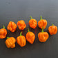 Scotch Bonnet Freeport Strain DER TOMATENFLÜSTERER