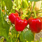 Scythian DER TOMATENFLÜSTERER