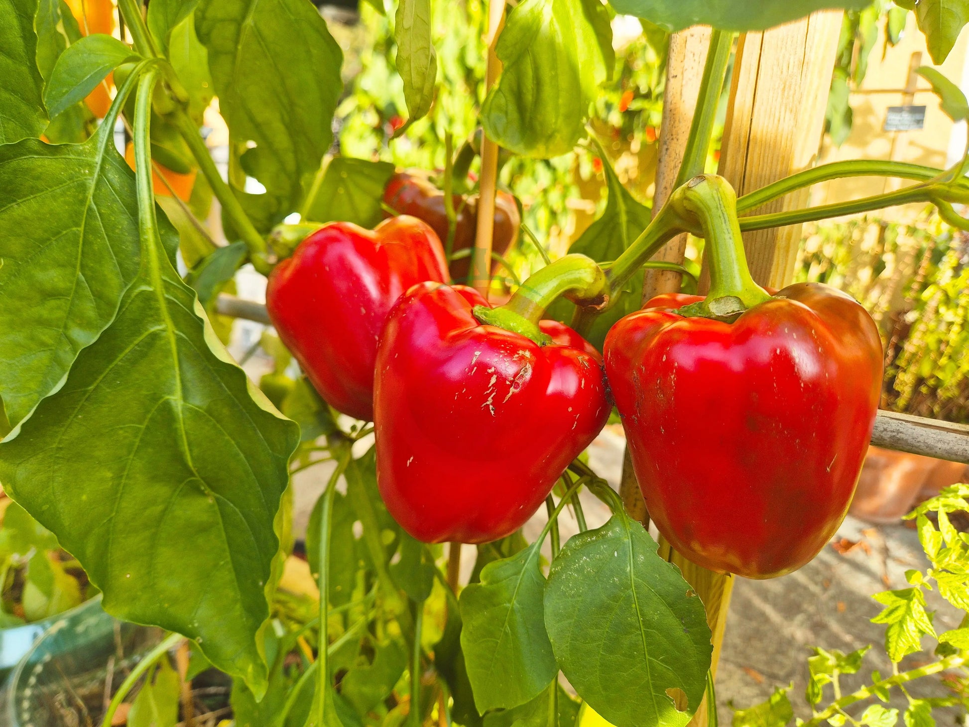 Scythian DER TOMATENFLÜSTERER