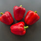 Scythian DER TOMATENFLÜSTERER