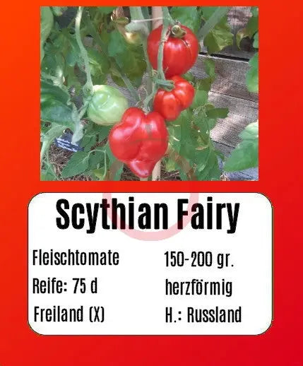 Scythian Fairy DER TOMATENFLÜSTERER