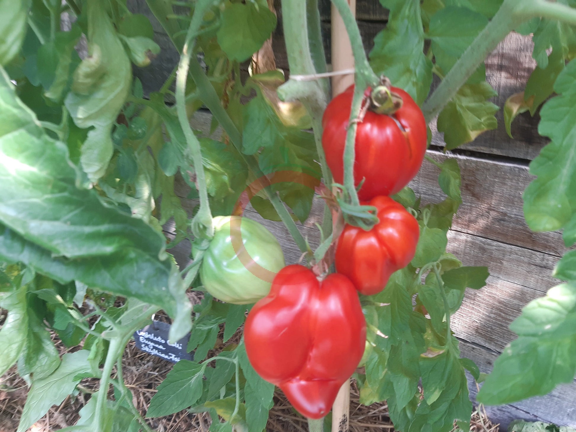 Scythian Fairy DER TOMATENFLÜSTERER