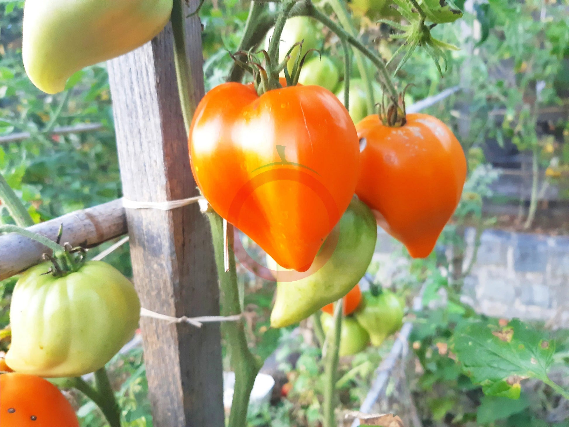 Serdtse Pustyni DER TOMATENFLÜSTERER