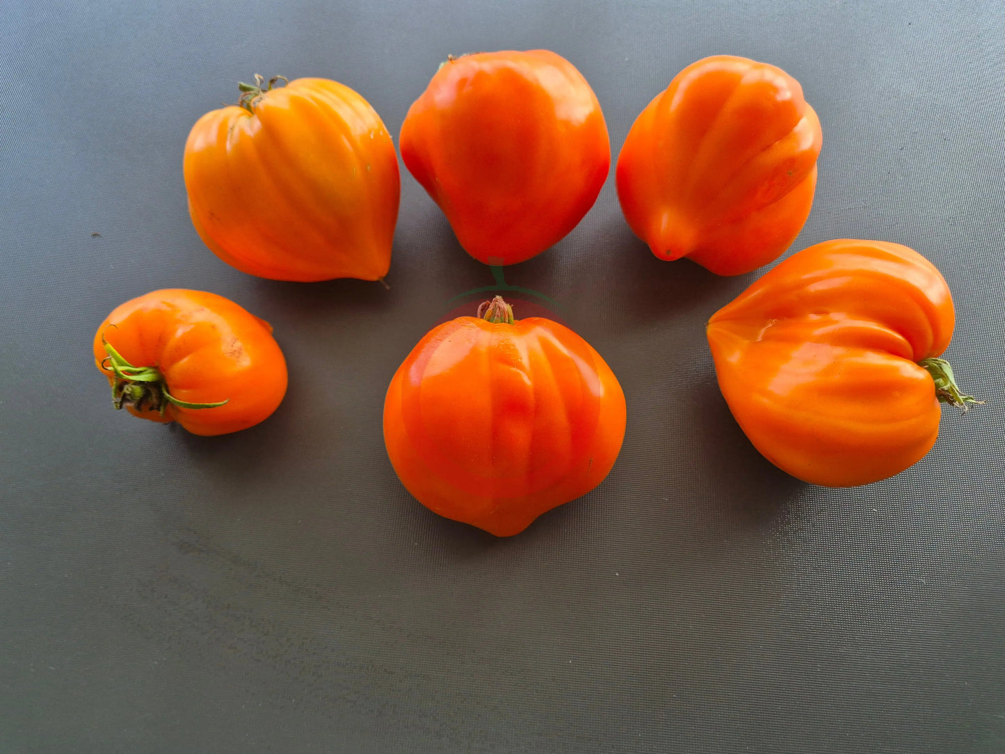 Serdtse Pustyni DER TOMATENFLÜSTERER