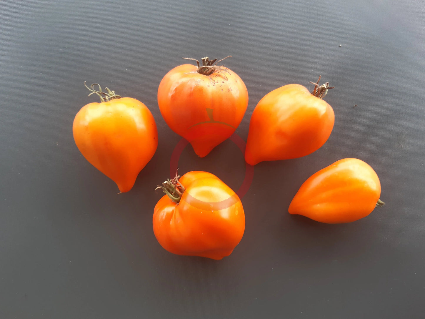 Serdtse Pustyni DER TOMATENFLÜSTERER