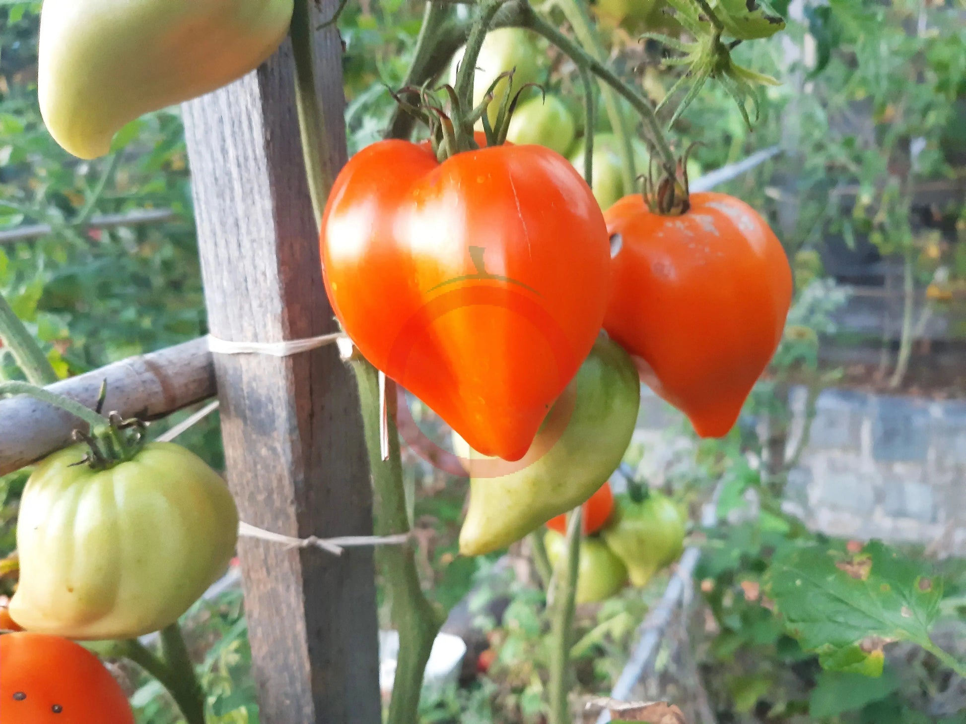 Serdtse Pustyni DER TOMATENFLÜSTERER