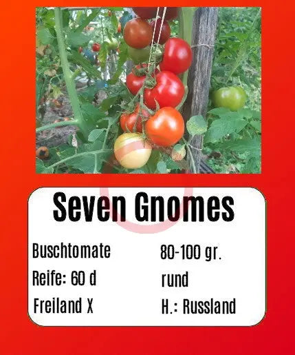 Seven Gnomes DER TOMATENFLÜSTERER