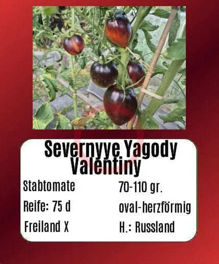 Severnyye Yagody Valentiny DER TOMATENFLÜSTERER