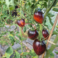 Severnyye Yagody Valentiny DER TOMATENFLÜSTERER