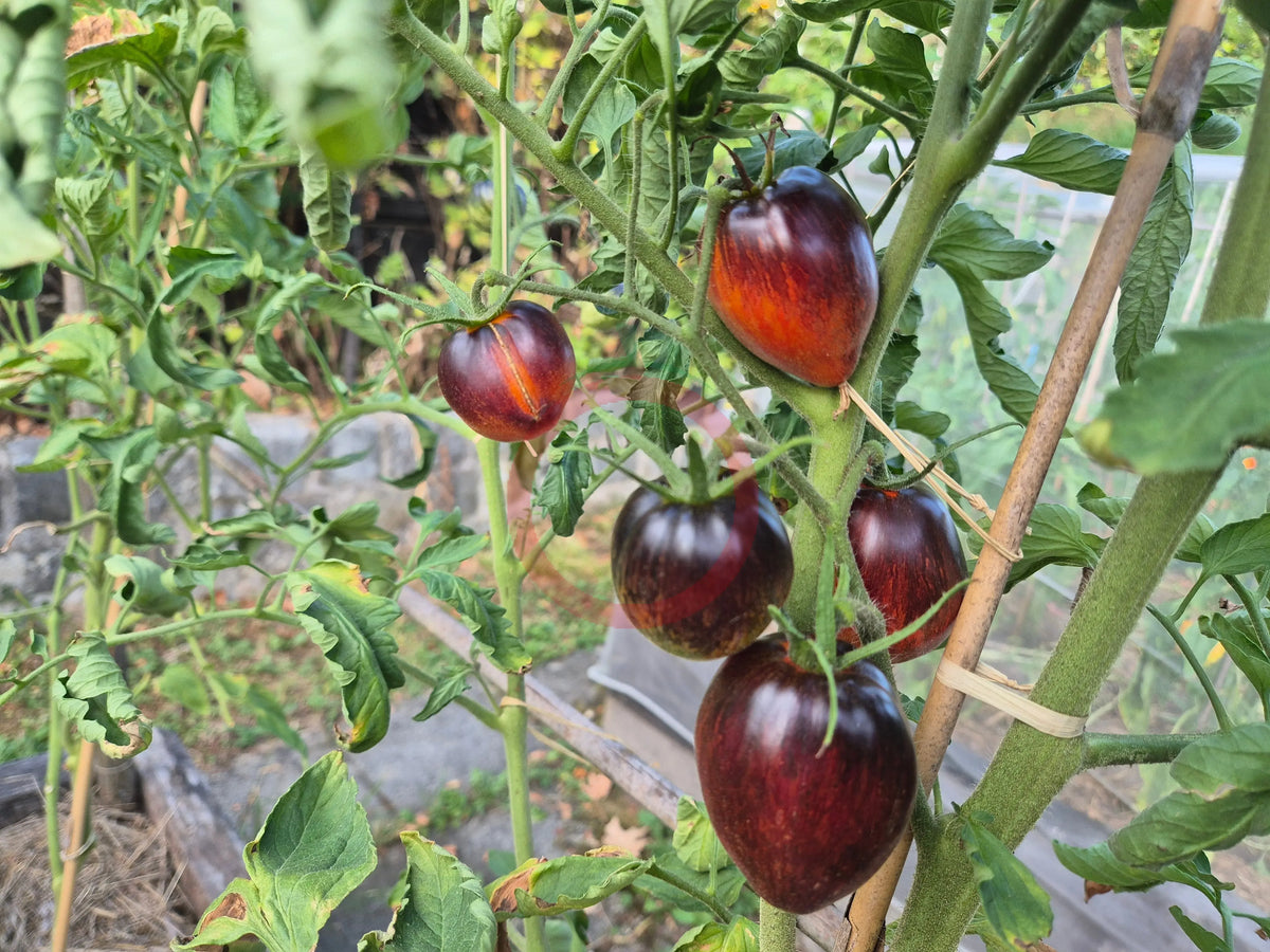 Severnyye Yagody Valentiny DER TOMATENFLÜSTERER