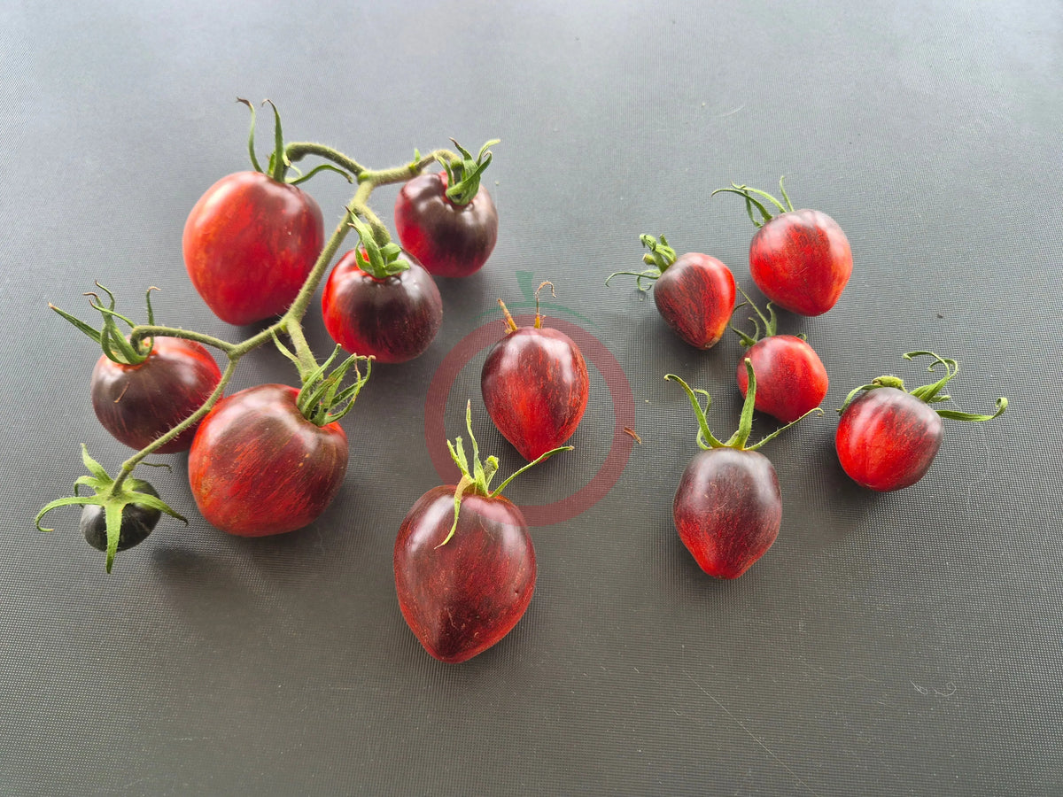 Severnyye Yagody Valentiny DER TOMATENFLÜSTERER