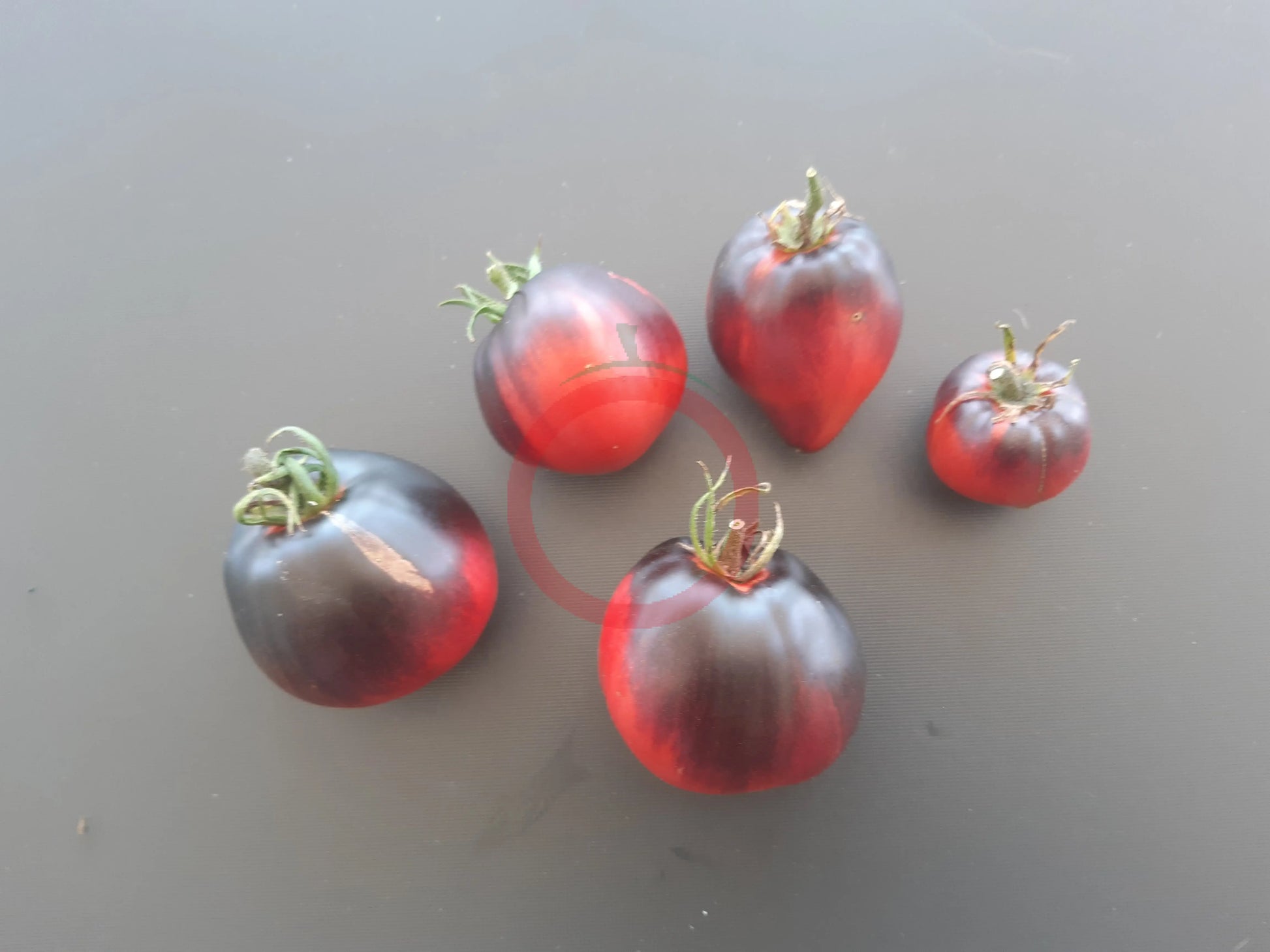 Sgt. Pepper´s DER TOMATENFLÜSTERER