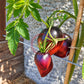 Sgt. Pepper´s DER TOMATENFLÜSTERER