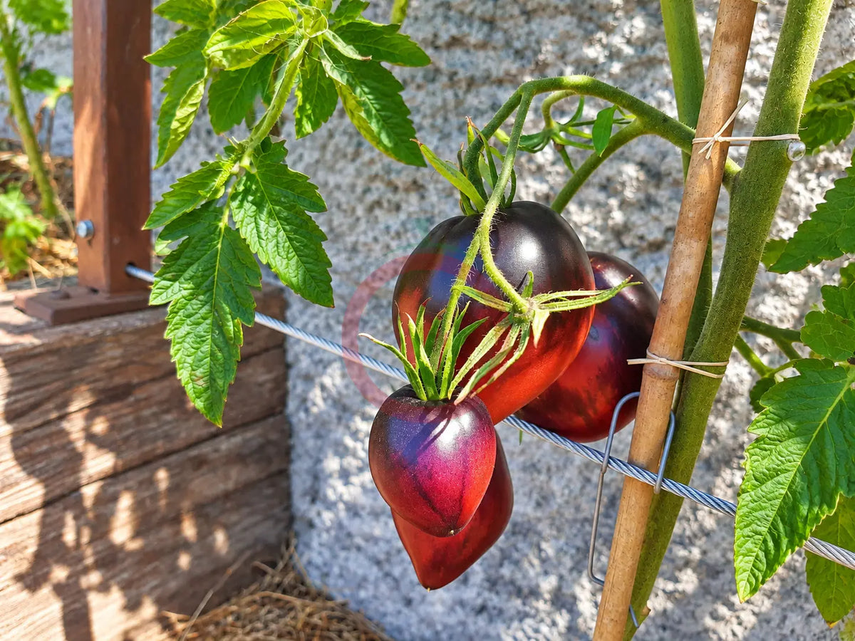 Sgt. Pepper´s DER TOMATENFLÜSTERER