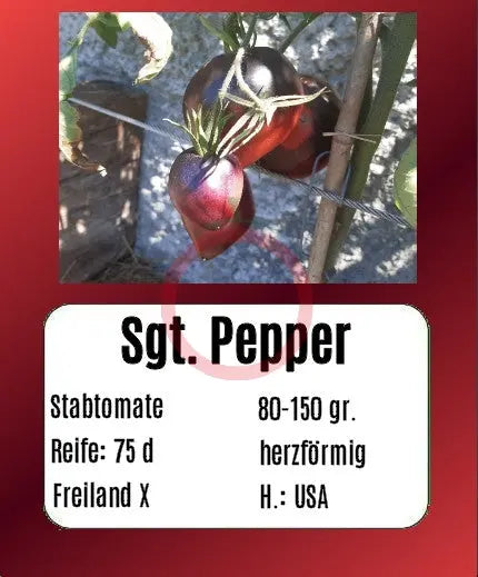 Sgt. Pepper´s DER TOMATENFLÜSTERER