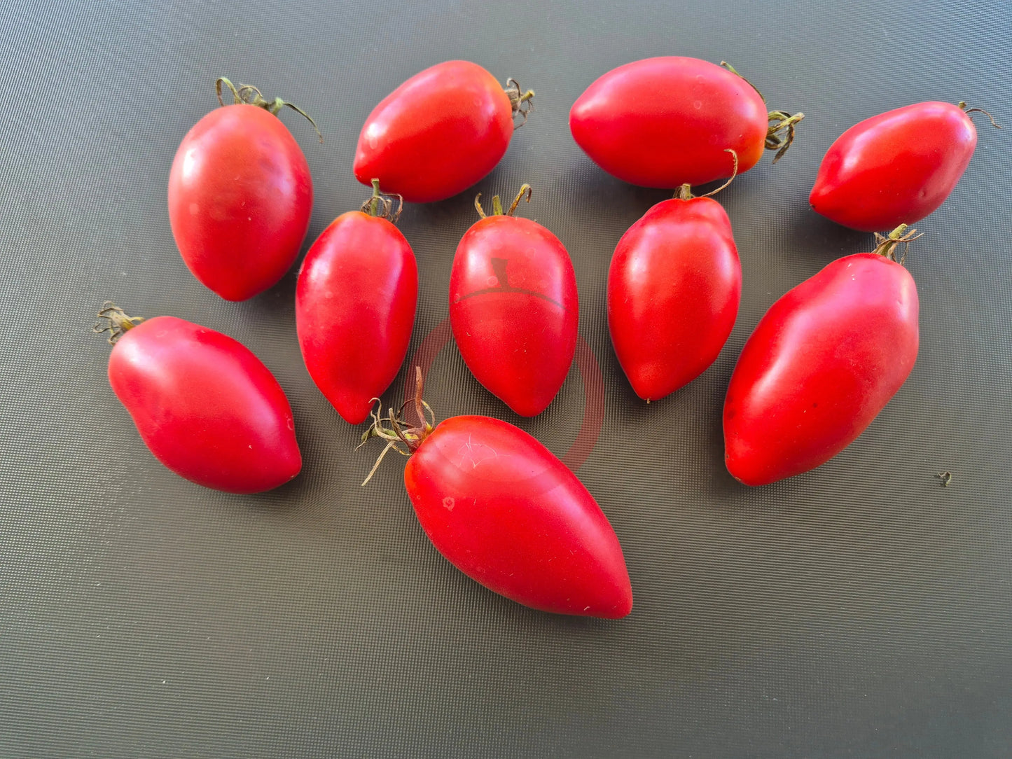 Sheboygan DER TOMATENFLÜSTERER
