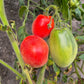 Sheherezade DER TOMATENFLÜSTERER