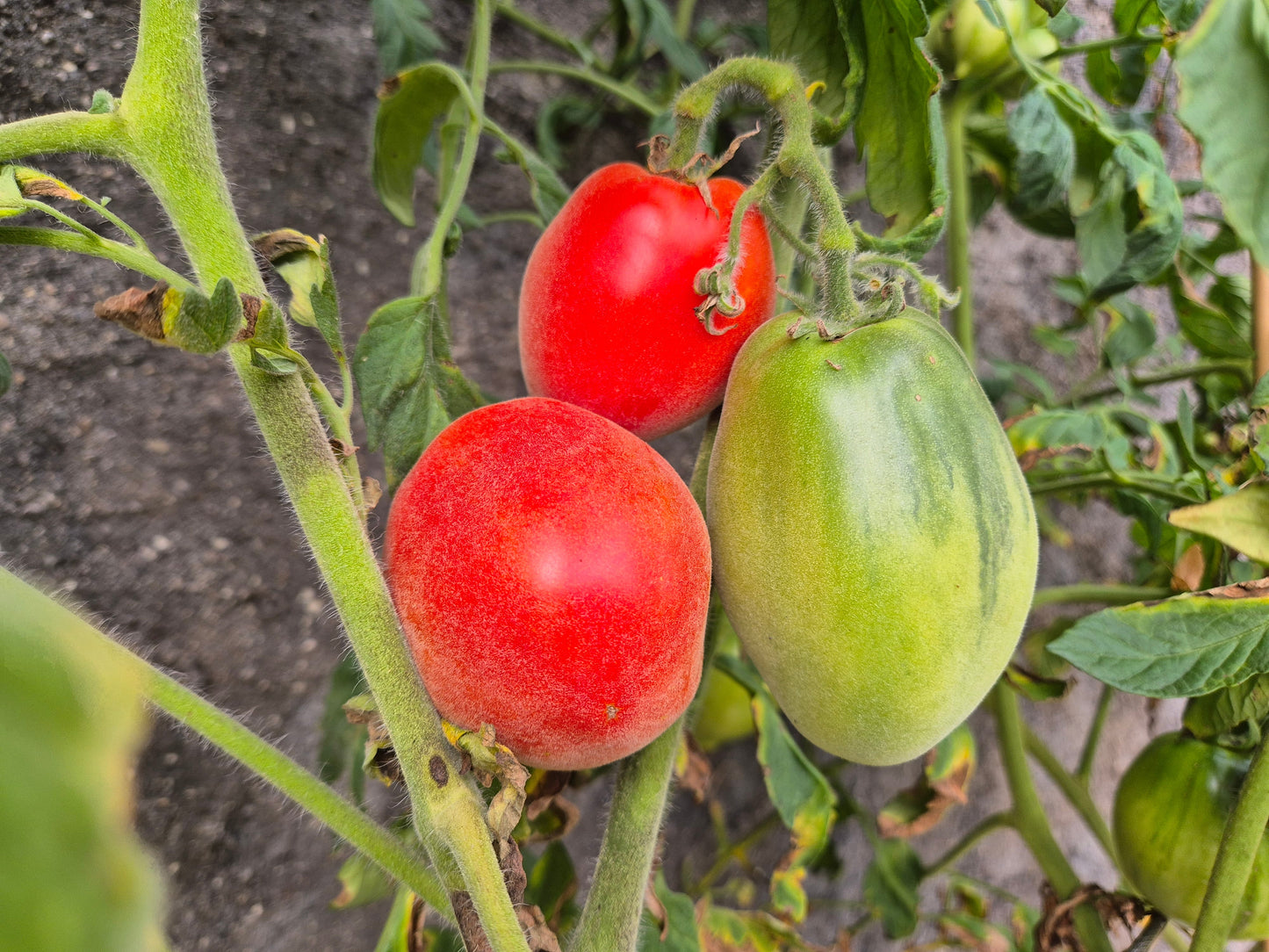 Sheherezade DER TOMATENFLÜSTERER