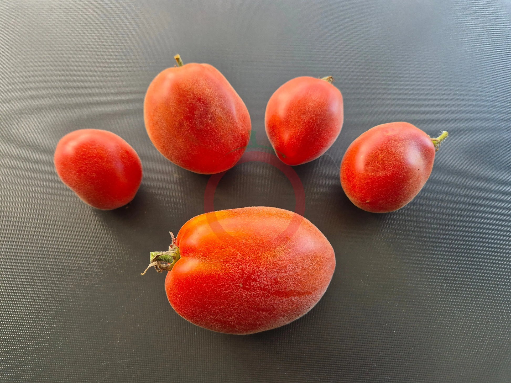 Sheherezade DER TOMATENFLÜSTERER