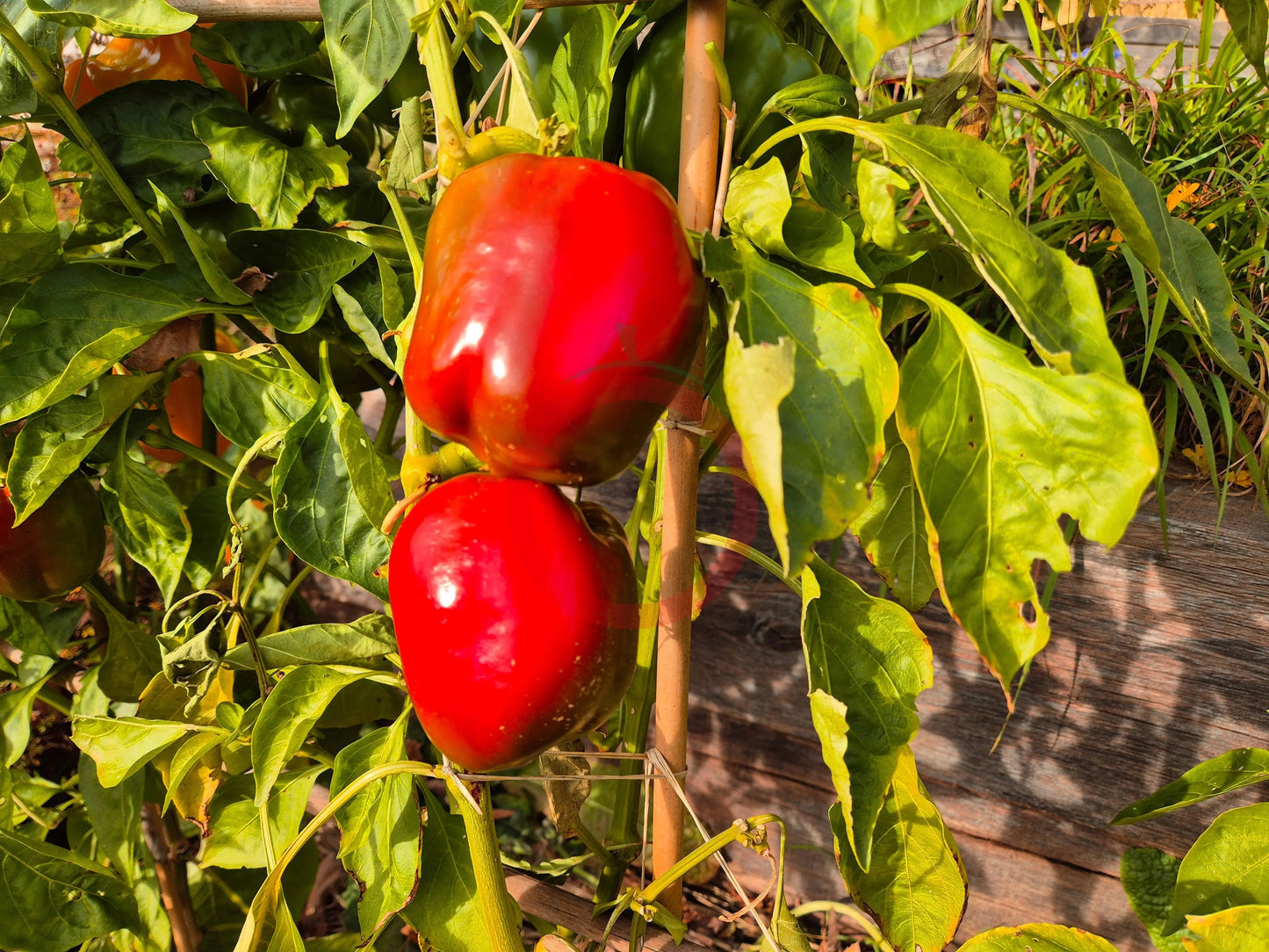 Sherlock Holmes DER TOMATENFLÜSTERER