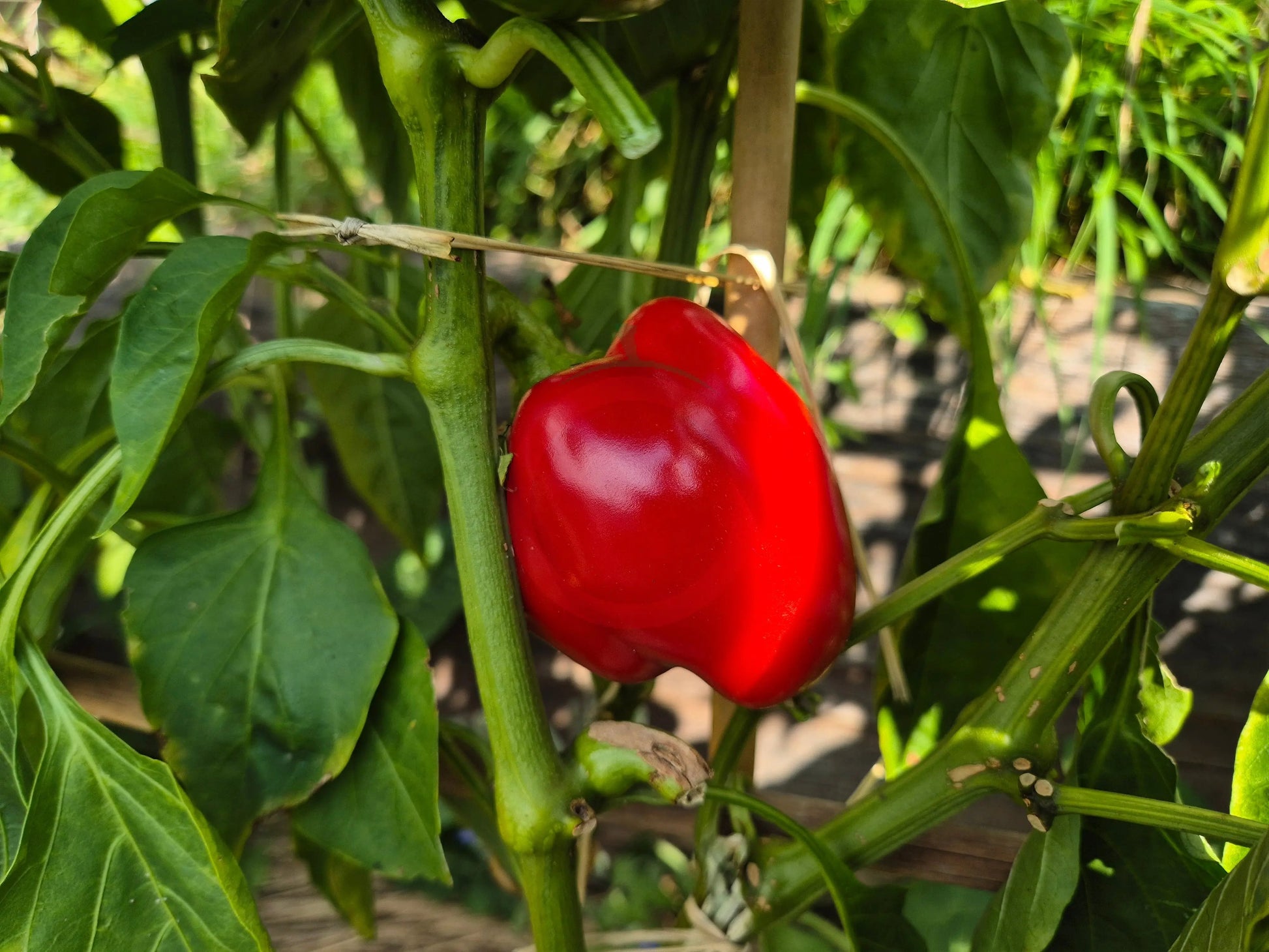 Sherlock Holmes DER TOMATENFLÜSTERER