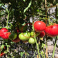 Sherry´s Sweet Heart DER TOMATENFLÜSTERER