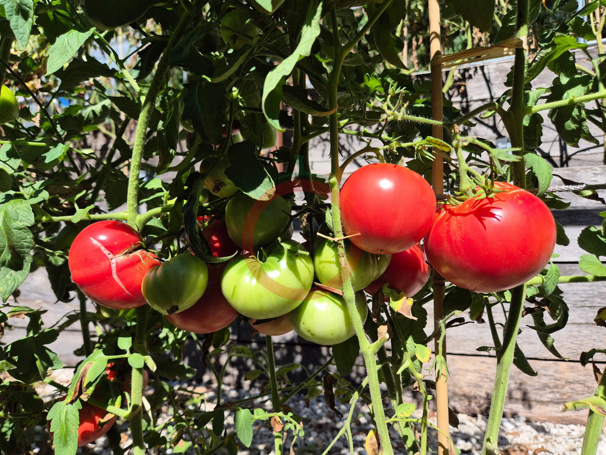 Sherry´s Sweet Heart DER TOMATENFLÜSTERER