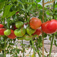 Sherry´s Sweet Heart DER TOMATENFLÜSTERER