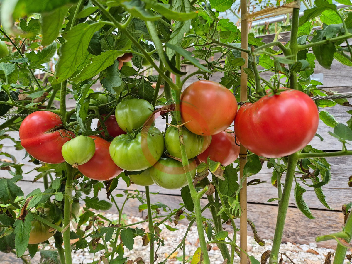 Sherry´s Sweet Heart DER TOMATENFLÜSTERER