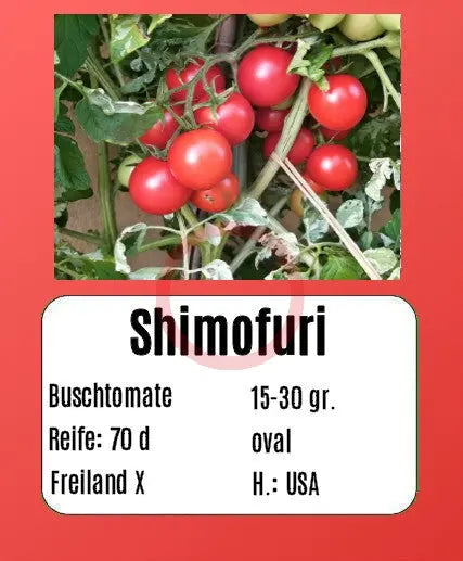 Shimofuri DER TOMATENFLÜSTERER