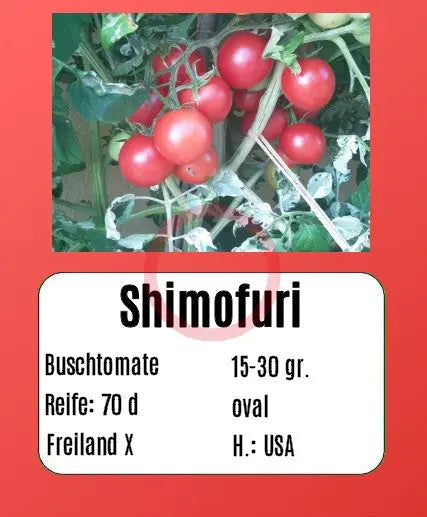 Shimofuri DER TOMATENFLÜSTERER