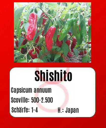 Shishito DER TOMATENFLÜSTERER