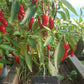Shishito DER TOMATENFLÜSTERER