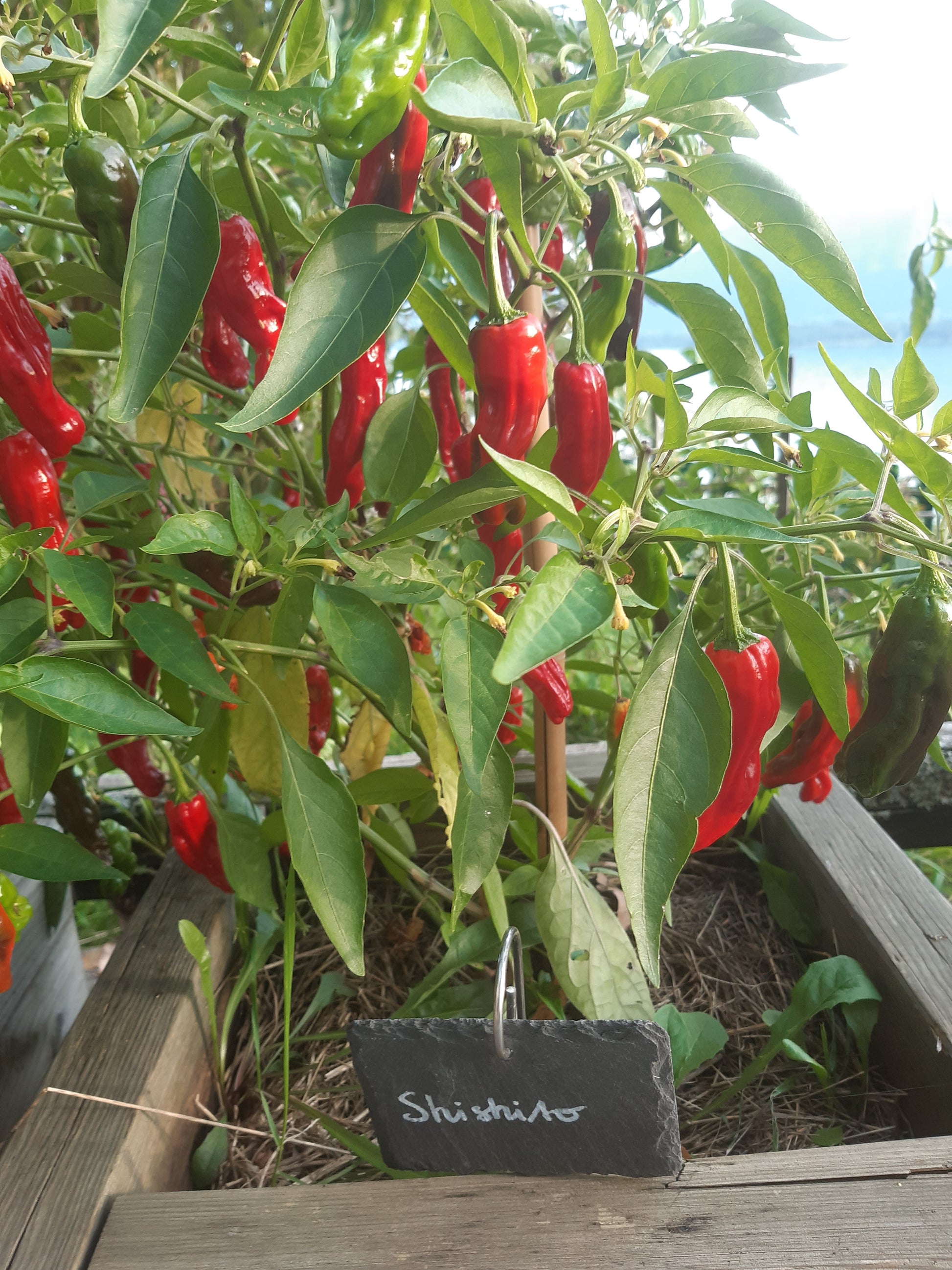 Shishito DER TOMATENFLÜSTERER