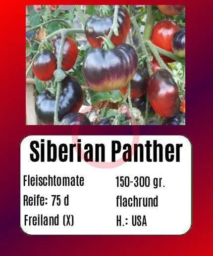 Siberian Panther DER TOMATENFLÜSTERER