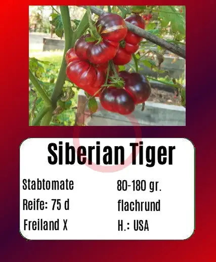 Siberian Tiger DER TOMATENFLÜSTERER