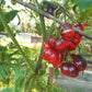 Siberian Tiger DER TOMATENFLÜSTERER