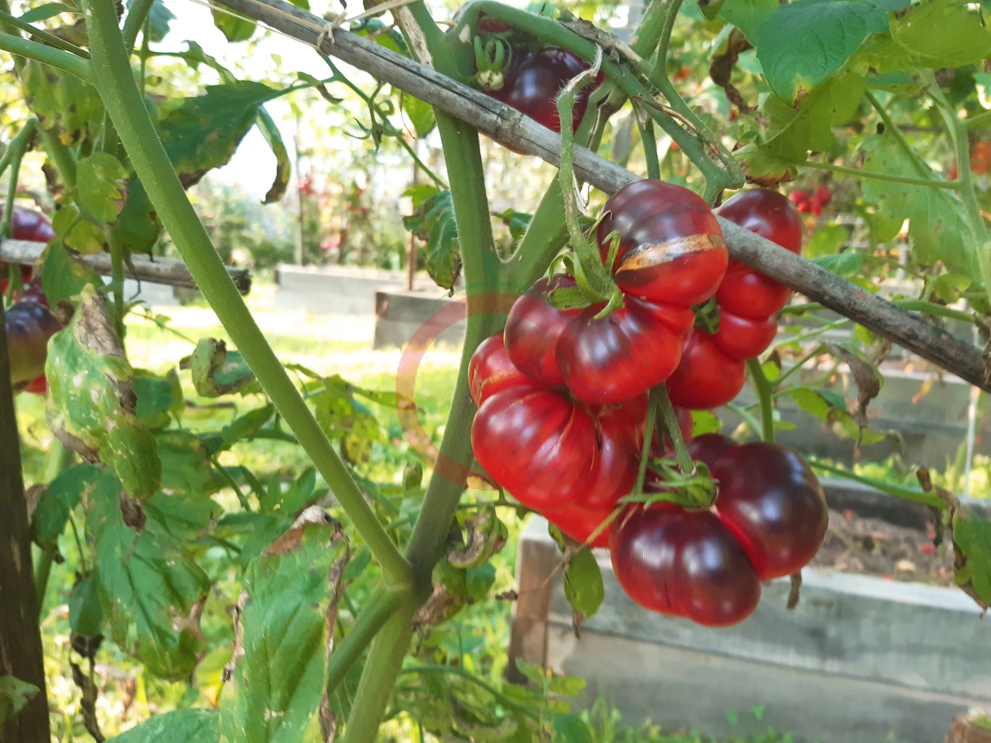Siberian Tiger DER TOMATENFLÜSTERER