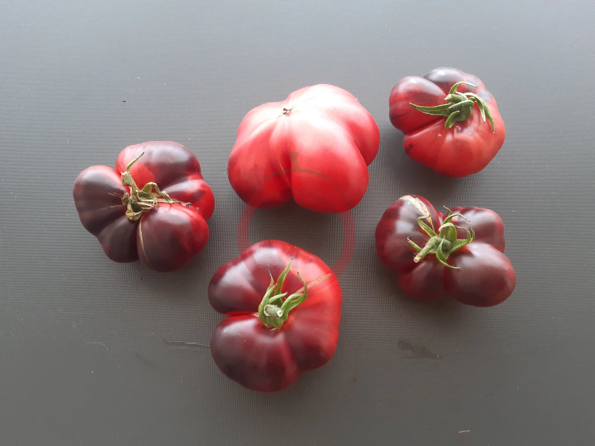 Siberian Tiger DER TOMATENFLÜSTERER