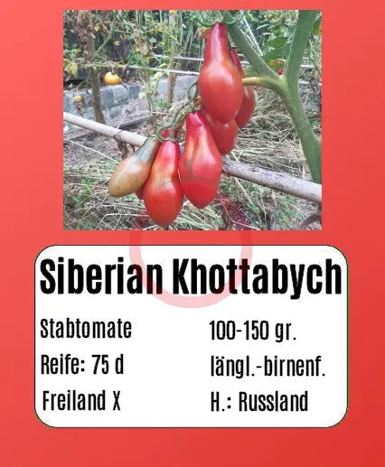 Sibirian Khottabych DER TOMATENFLÜSTERER