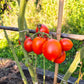 Siccagno DER TOMATENFLÜSTERER