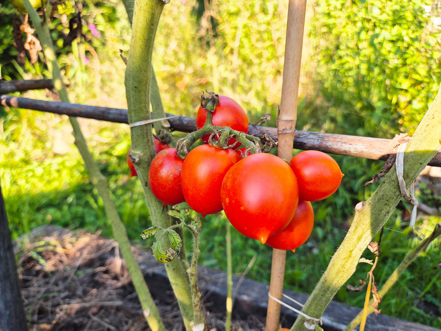 Siccagno DER TOMATENFLÜSTERER