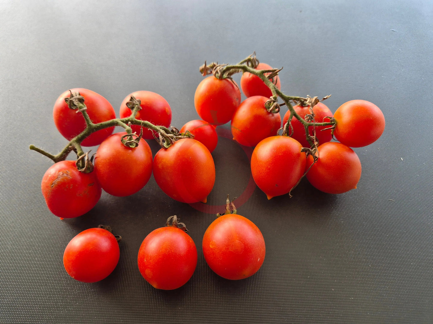 Siccagno DER TOMATENFLÜSTERER