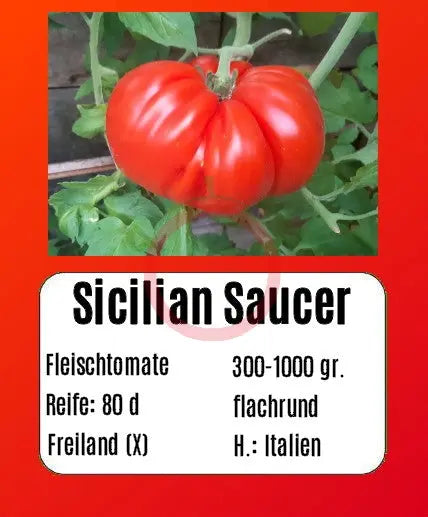 Sicilian Saucer DER TOMATENFLÜSTERER