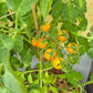 Sirja´s Love DER TOMATENFLÜSTERER