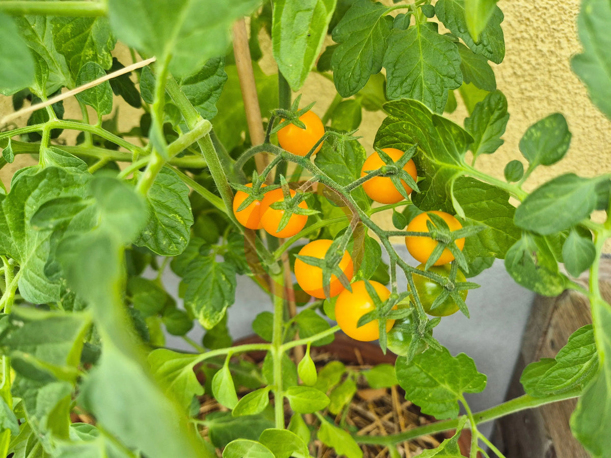 Sirja´s Love DER TOMATENFLÜSTERER