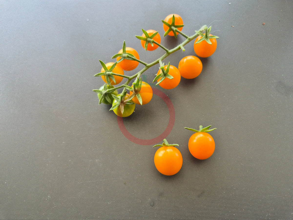 Sirja´s Love DER TOMATENFLÜSTERER