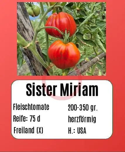 Sister Miriam DER TOMATENFLÜSTERER