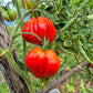 Sister Miriam DER TOMATENFLÜSTERER